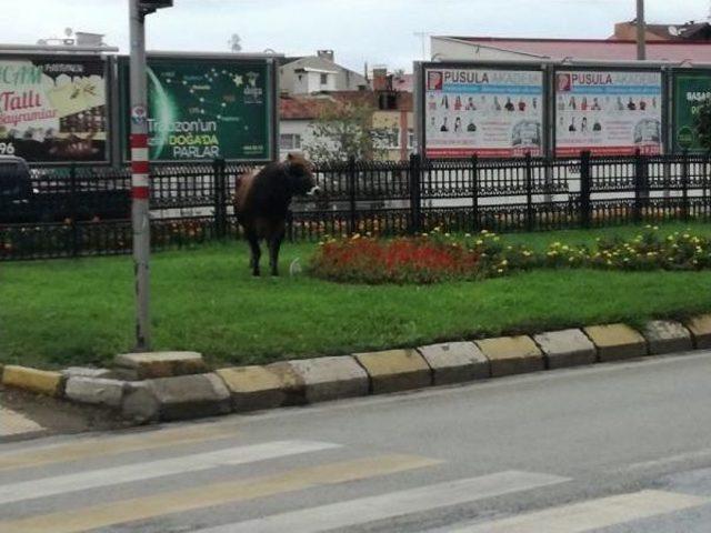 Trabzon&rsquo;Da Ka&ccedil;an Boğa Trafiğe Daldı 1
