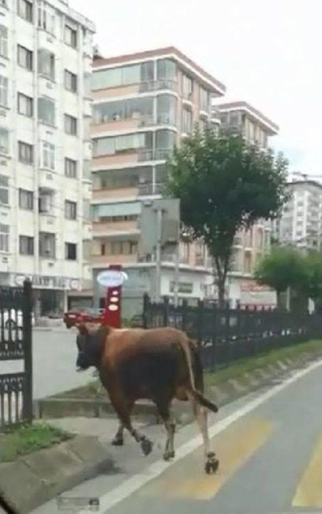 Trabzon&rsquo;Da Ka&ccedil;an Boğa Trafiğe Daldı 2