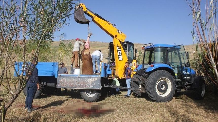 Ağrı&rsquo;da Bağlı Olduğu Halatı Koparan Dana K&ouml;y&uuml; Birbirine Kattı