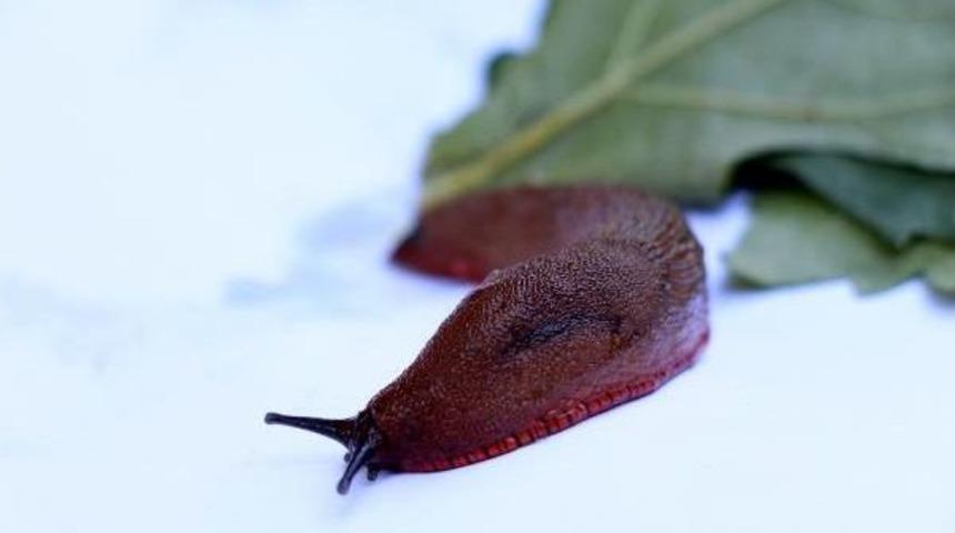 Prof. Dr. Zeki Yıldırım: Katil Salyangoz T&uuml;rkiye'de