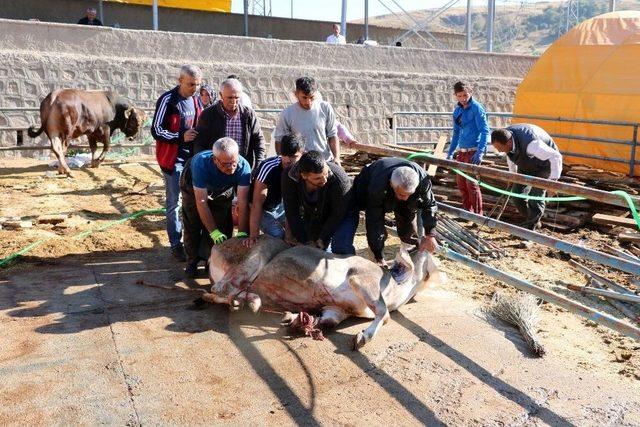 Yozgat’ta 48 Acemi Kasap Hastanelik Oldu