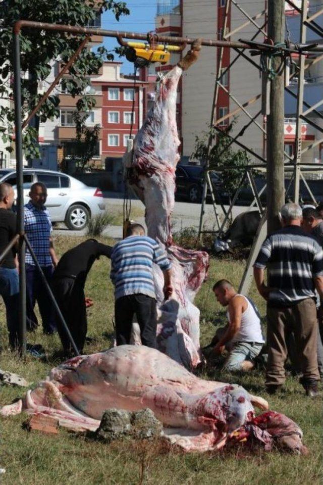 Samsun'da Kurban Manzaraları