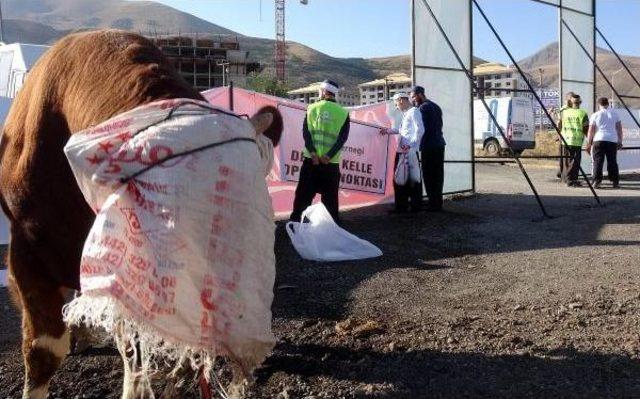 Erzurum'da Acemi Kasaplar Hastaneleri Doldurdu