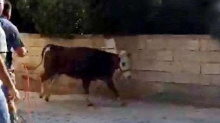 Gaziantep&rsquo;te Ka&ccedil;an Dana Zor Anlar Yaşattı