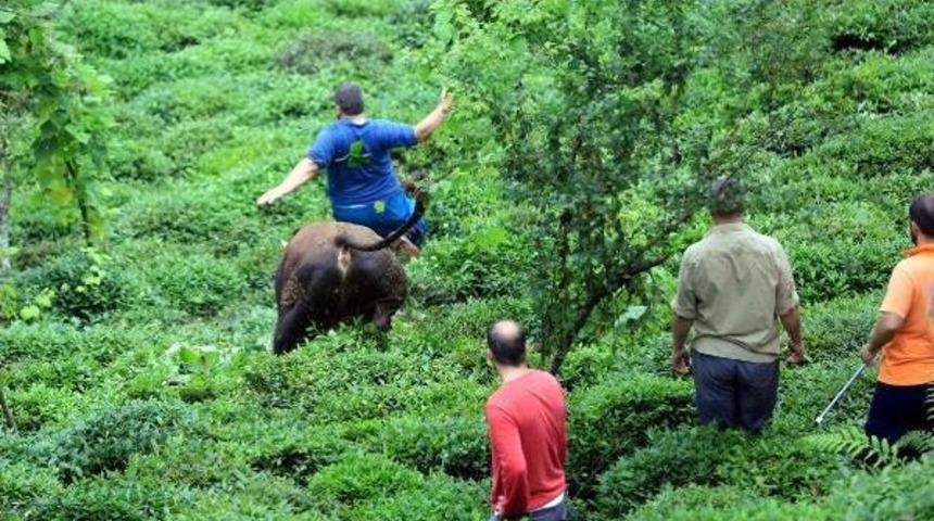 Ka&ccedil;an Kurbanlık Boğa Sahiplerini Kovaladı