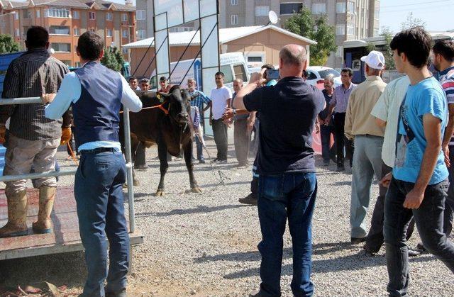 Erzurum’da ‘angus’ Cinsi Kurbanlık Güçlükle Kesilebildi