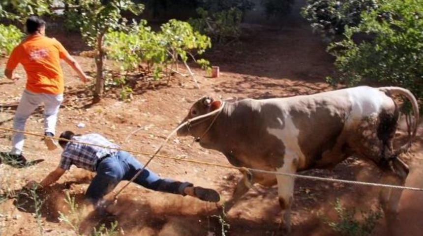 Şanlıurfa&rsquo;Da Ka&ccedil;an Boğayı Kurban Timi Yakaladı