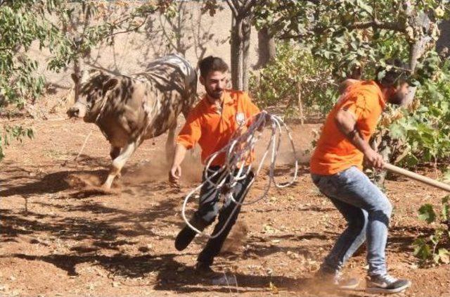 Şanlıurfa’Da Kaçan Boğayı Kurban Timi Yakaladı