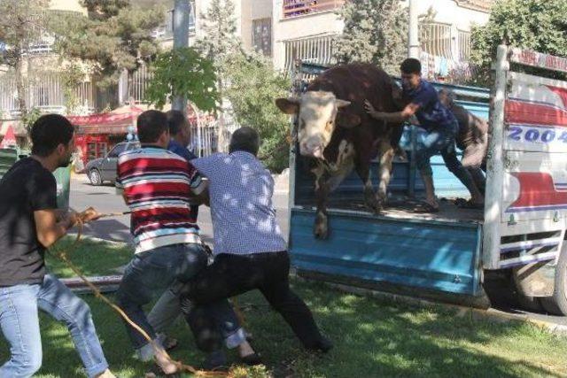 Şanlıurfa’Da Kaçan Boğayı Kurban Timi Yakaladı