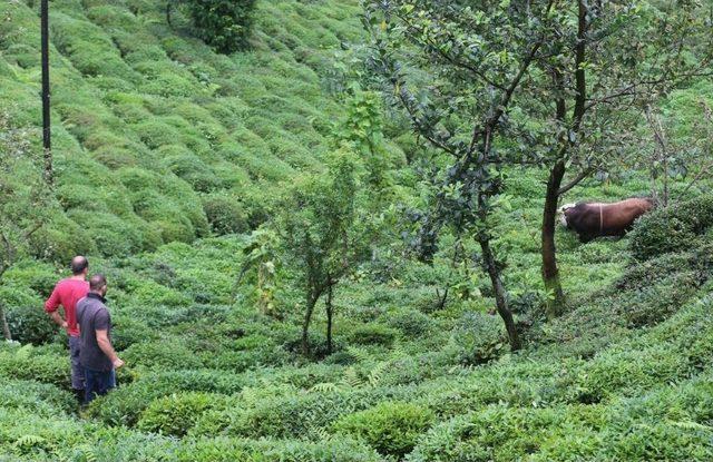 Rize’de 800 Kiloluk Boğa Önüne Geleni Kovaladı