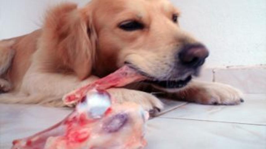 &Ccedil;&ouml;pe Atılan Sakatatlar Hastalığa Davetiye &Ccedil;ıkartıyor