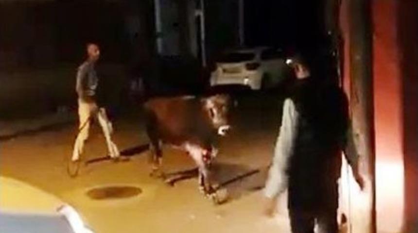 Çılgın Boğa Kamyona Yüklenirken Kaçtı