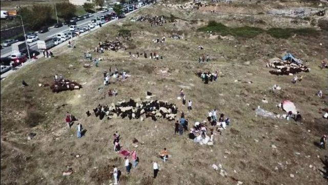 - İstanbul'da Kaçak Kurban Kesimleri