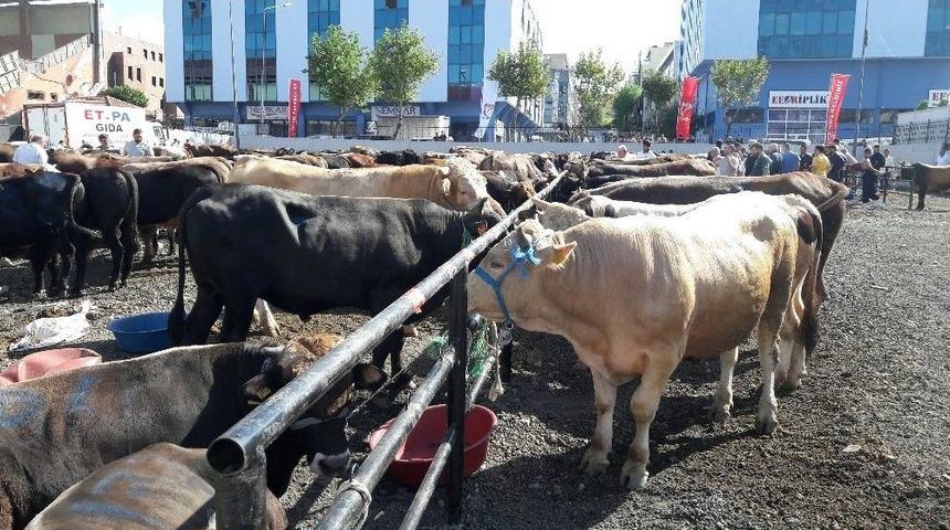 G&uuml;ng&ouml;renli Vatandaşlar Kurbanlıklarını Belediyenin Tesisinde Kesti