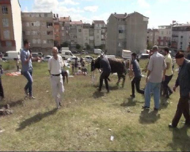 Zabıtadan Kaçak Kesim Operasyonu 3