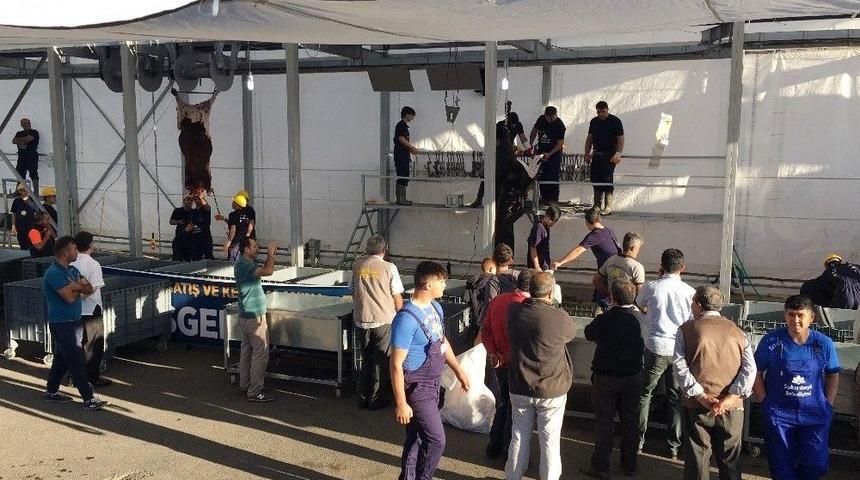 Sultanbeyli Belediyesi Kurban Satış Ve Kesim Alanında Vatandaşlara Hizmet Veriyor