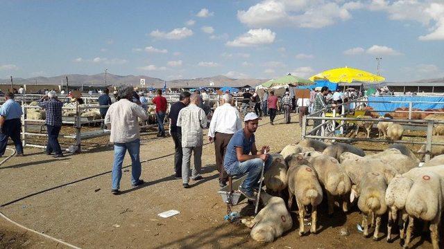 Hayvan Hırsızlığına Mobese&rsquo;li &Ouml;nlem 1