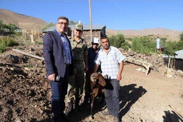 Varto Kaymakamı'ndan Şehit Ailelerine Kurbanlık Koç