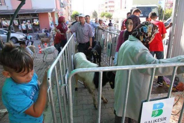 Balıkesirliler Mobil Kesimhaneleri Tercih Etti