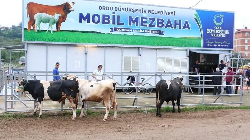 Ordu&rsquo;da Mobil Mezbahada Kurban Kesimi