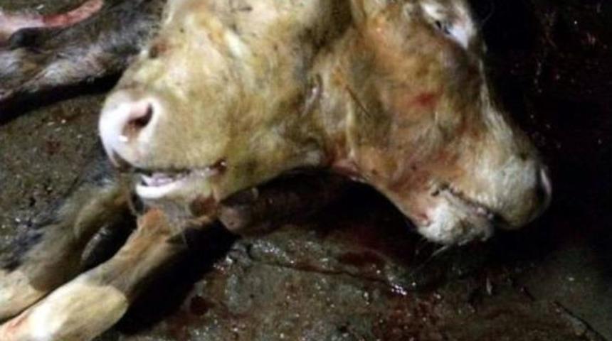 Denizli&rsquo;de &Ccedil;ift Başlı Buzağı Doğdu