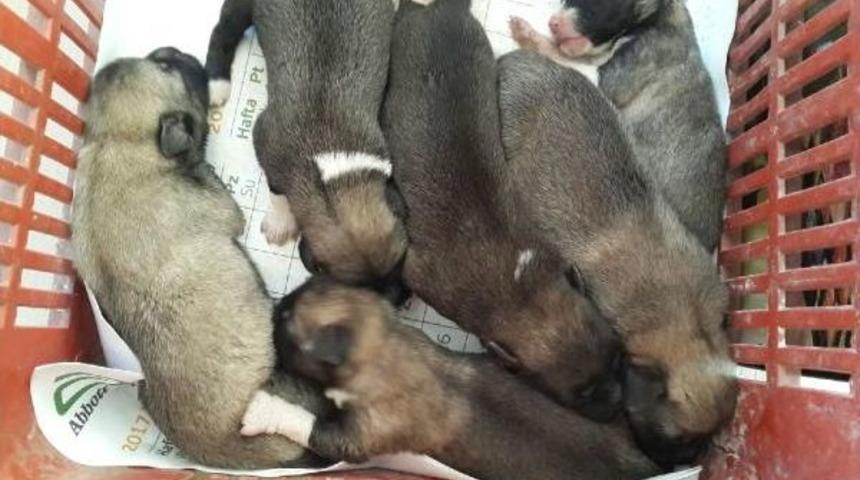 Terk Edilen 7 Yavru K&ouml;peğe 's&uuml;t Anne' Bulundu
