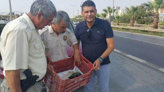 Terk Edilen 7 Yavru Köpeğe 'süt Anne' Bulundu