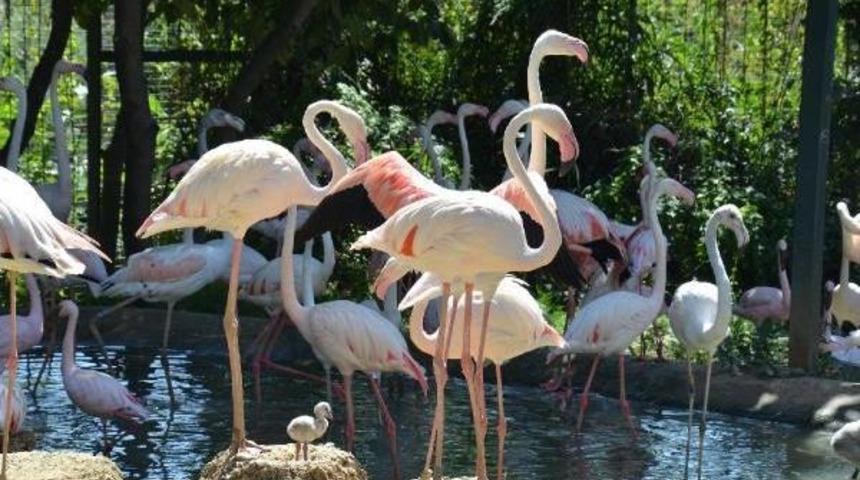 Darıca Hayvanat Bah&ccedil;esine &Ccedil;ocuklu Ziyaret&ccedil;i Akını