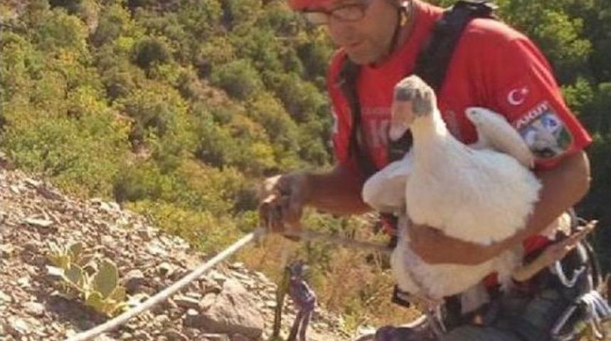 U&ccedil;urama D&uuml;şen Kazları Akut Kurtardı