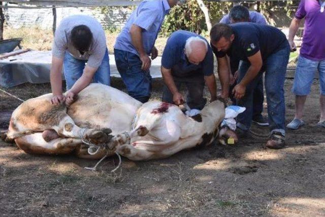 Sinop'ta Kurban Bayramı Manzaraları