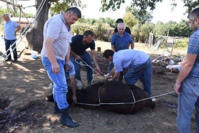 Sinop'ta Kurban Bayramı Manzaraları