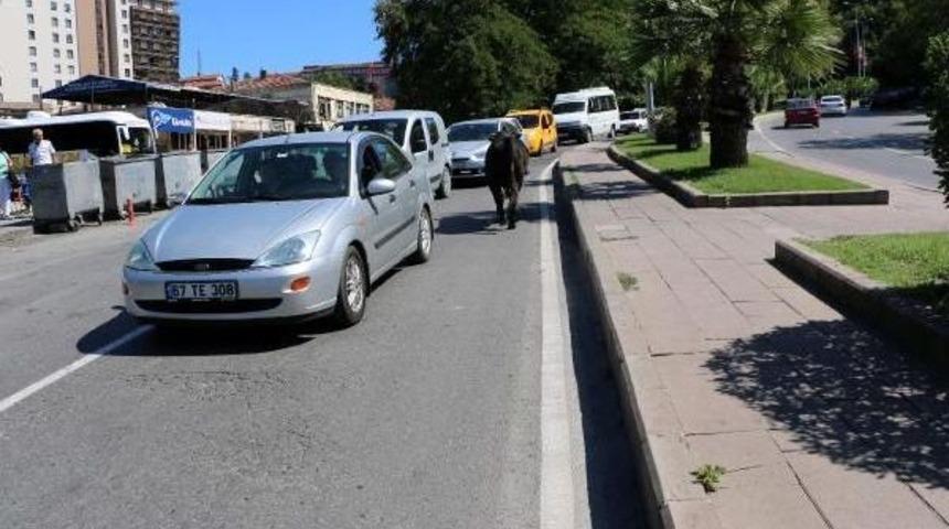 Kaçan Kurbanlık Boğa Uyuşturucu Iğne Atılarak Yakalandı