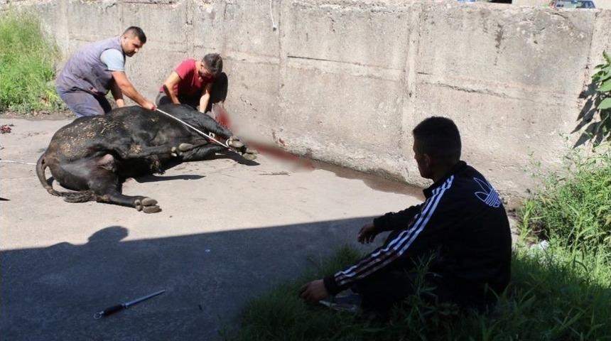 Kaçan Boğa Ortalığı Birbirine Kattı