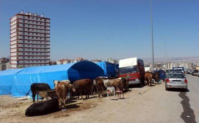 Kurbanlıkları Satamayanlar, 10 Günlük Tatilden Yakındı