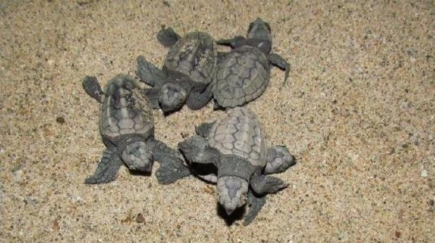 Kuşadası'nda 43 Yavru Carreta Caretta Daha Denizle Buluştu