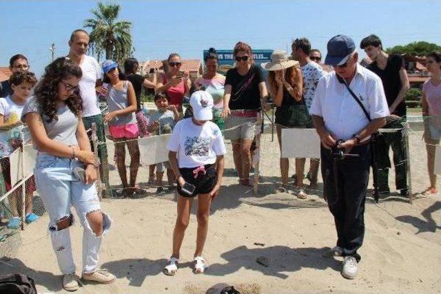 Kuşadası'nda 43 Yavru Carreta Caretta Daha Denizle Buluştu