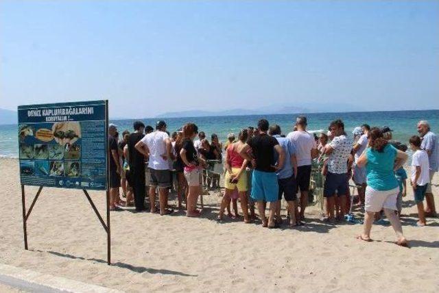 Kuşadası'nda 43 Yavru Carreta Caretta Daha Denizle Buluştu