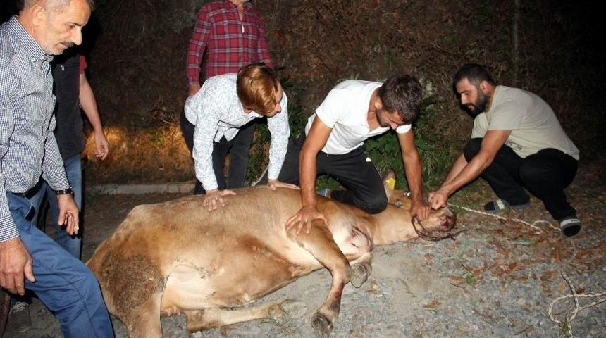 Firari Kurbanlığı Yakalamak İ&ccedil;in 6 Saat Ter D&ouml;kt&uuml;ler