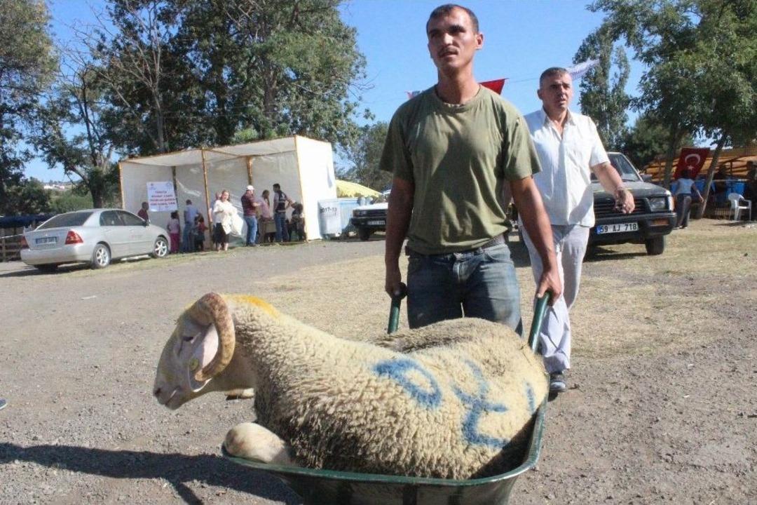 (&ouml;zel Haber) D&uuml;nyanın Y&uuml;k&uuml;n&uuml; Taşıyorlar En &Ccedil;ok Parayı Kurbanlıklardan Kazanıyorlar