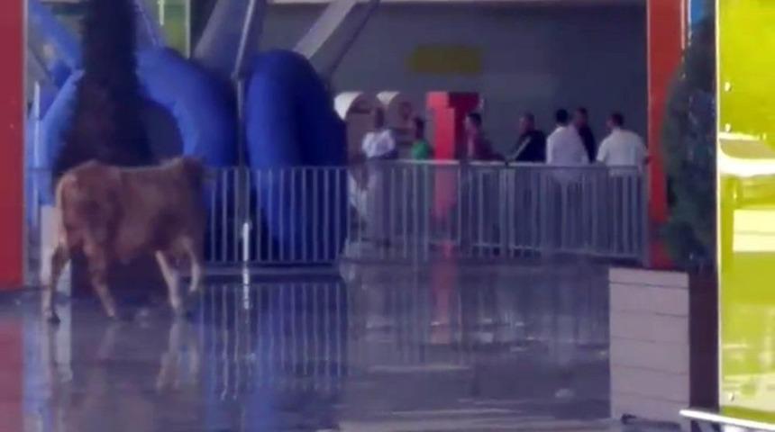 Ka&ccedil;ak Boğa Alışveriş Merkezini Birbirine Kattı