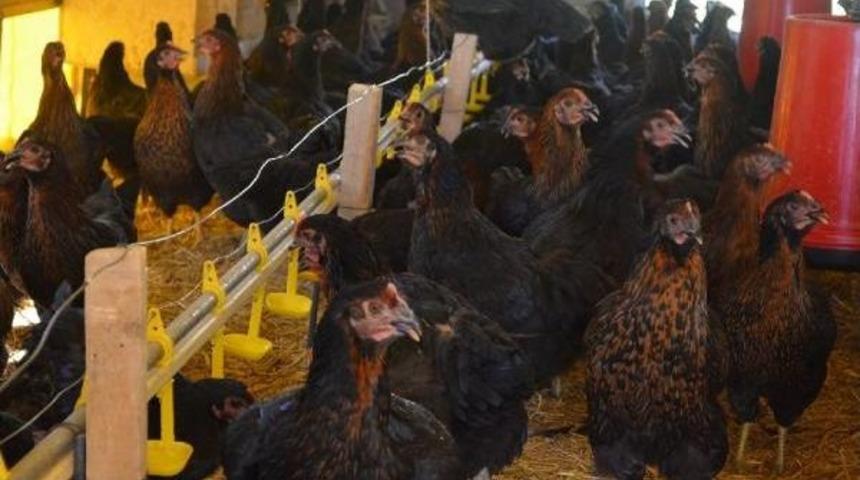 Tavuk&ccedil;ulukta D&uuml;nyada Ilk 10'ndayız