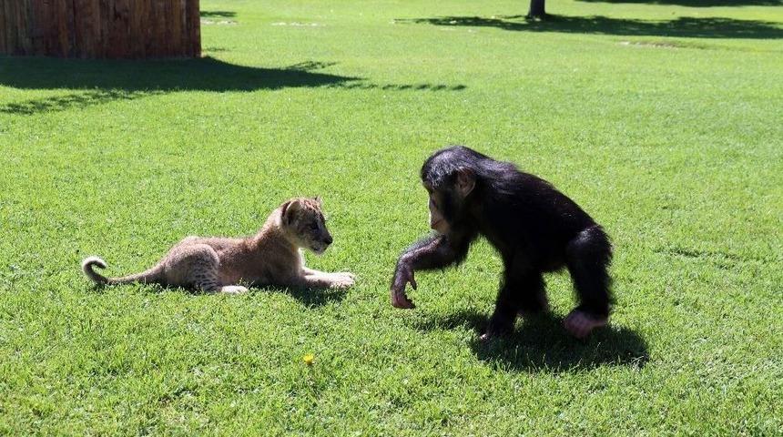 Şempanze Can&rsquo;a &rsquo;aslan&rsquo; Gibi Arkadaş