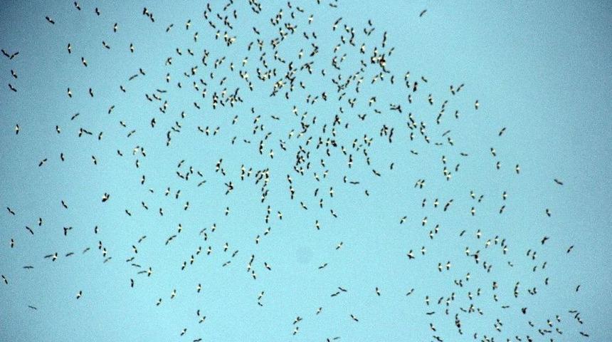 Leylekler G&ouml;&ccedil; Yolunda