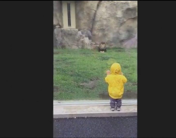 Bir Aslan, Hayvanat Bah&ccedil;esinde Bir &Ccedil;ocuğu Yemeye Niyetlendi ve Komik Şekilde Duvara &Ccedil;arptı