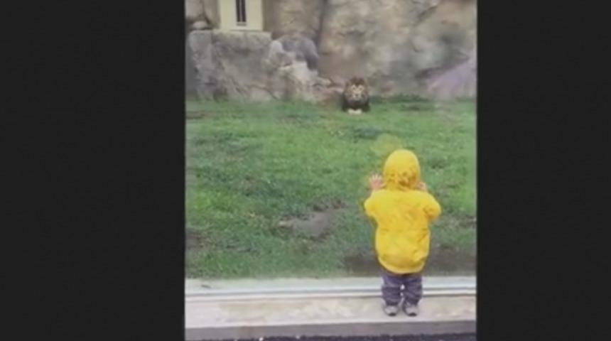 Bir Aslan, Hayvanat Bah&ccedil;esinde Bir &Ccedil;ocuğu Yemeye Niyetlendi ve Komik Şekilde Duvara &Ccedil;arptı