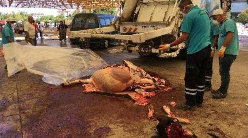 T&uuml;berk&uuml;lozlu Kurbanlık Dana Imha Edildi