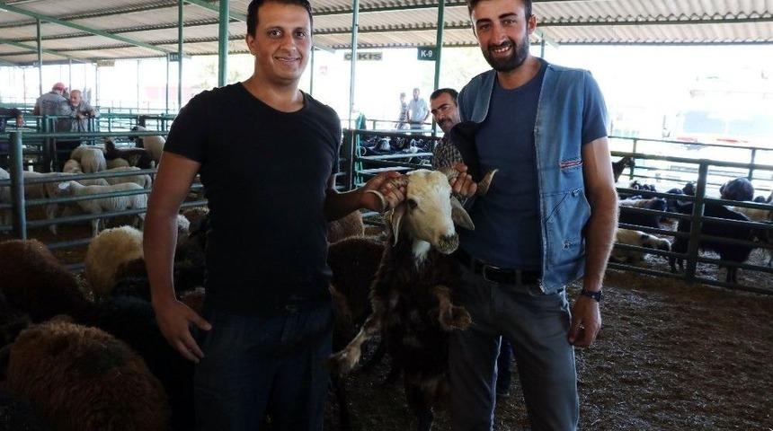 Bayram Tatili Hayvan Satıcılarını Vurdu