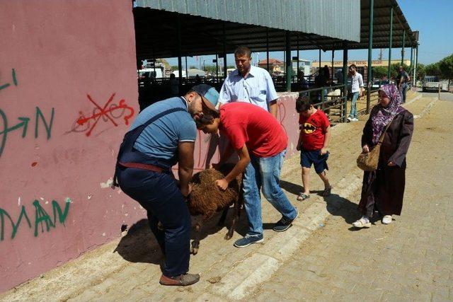 Bayram Tatili Hayvan Satıcılarını Vurdu