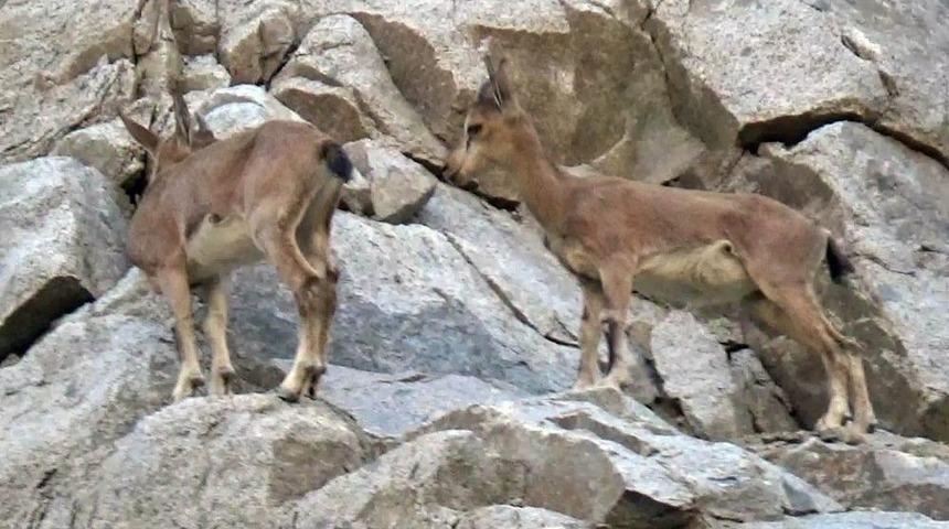 Yaban Ke&ccedil;i S&uuml;r&uuml;s&uuml; Amat&ouml;r Kameralara Yansıdı