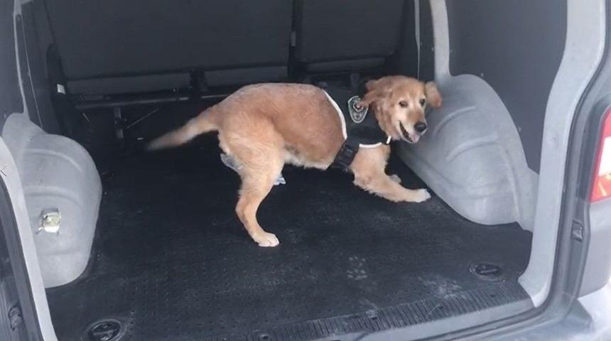 Hassas Burun &rsquo;badi&rsquo;, Y&uuml;kl&uuml; Miktarda Uyuşturucu Yakaladı